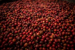 Coffee Cherries after harvesting