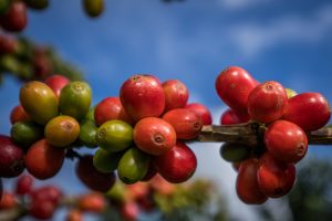 Colombia Coffee Cherries