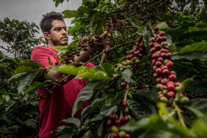 Harvesting Las Brisas Coffee Cherries