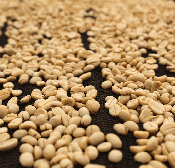 Uganda -Bokonzo - FTO Swiss Water Process Decaf