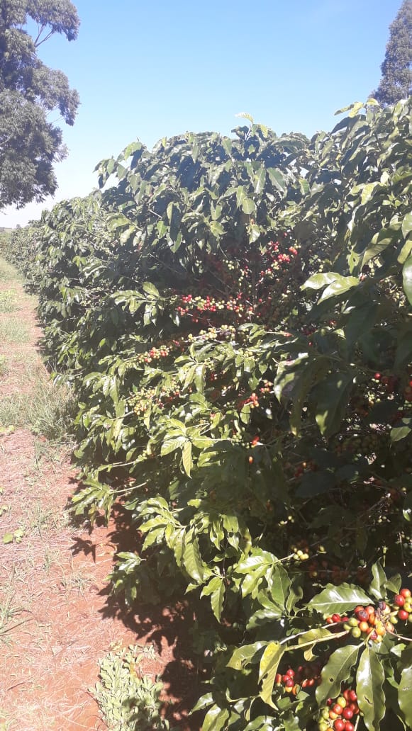 Brazil - Lussara - Red Icatu & Red Catuai Carbonic Maceration - Specialty Green Coffee Beans Ready to harvest