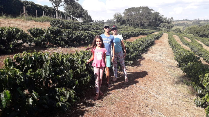 Brazil - Lussara - Red Icatu & Red Catuai Carbonic Maceration - Specialty Green Coffee Beans Farm Picture with kids