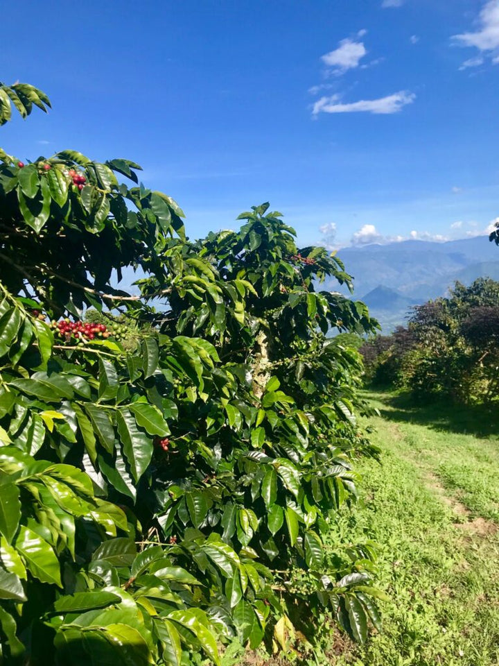 Coffee Shrubs almost ready for harvest in Colombia