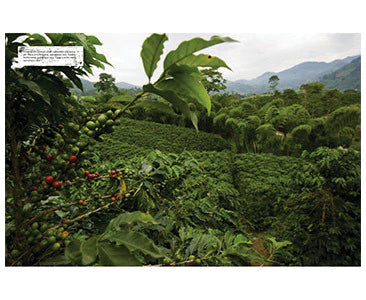 Pages of The World Atlas of Coffee 2nd Edition - James Hoffmann